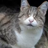 Bien choisir un grattoir pour chat : guide complet pour des griffes saines et un intérieur préservé