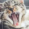 Comment un particulier qui donne un chaton dans le 06 peut réussir une adoption responsable