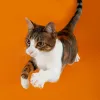Loof-actu fr : comprendre les races de chats rares et leurs enjeux en France