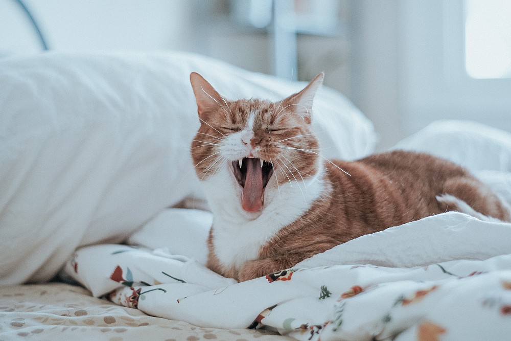 Les mystères du ragdoll roux : un chat fascinant