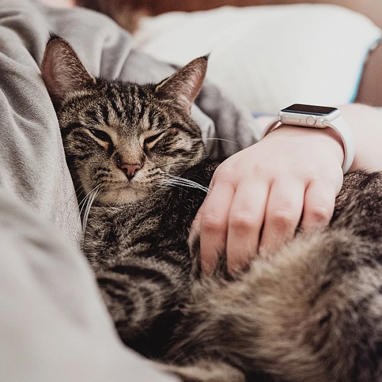 L'importance des pipettes vermifuges pour les chatons