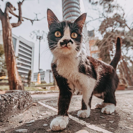 Comprendre l'âge des chats : un guide essentiel