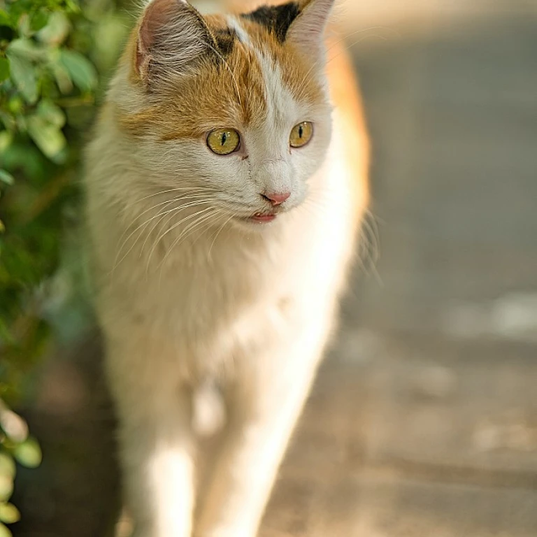 Protégez votre chat des chenilles processionnaires