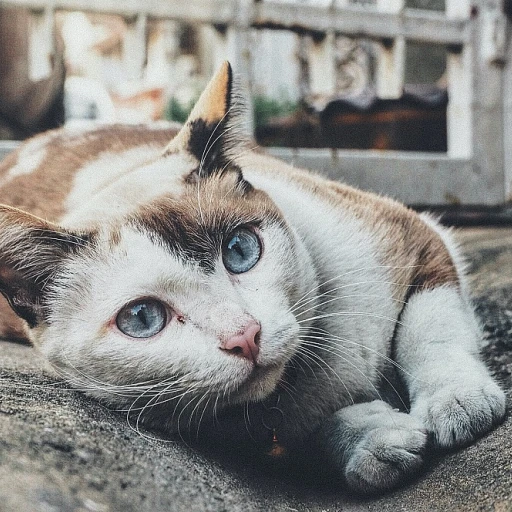 Quelle est l'espérance de vie d'un chat atteint du coryza ?