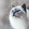 Les mystères du canicat : comprendre votre compagnon félin