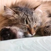 Les mystères des chats peluche : comprendre leur comportement fascinant