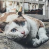 Comprendre le rôle du savorial pour les chats