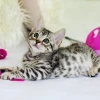 Les bienfaits de l'herbe à chat séchée pour votre félin
