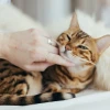Solutions efficaces pour réduire les odeurs de la litière de votre chat
