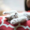 Les mystères du matatabi pour votre chat