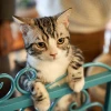 Les plantes dangereuses pour vos chats : guide illustré