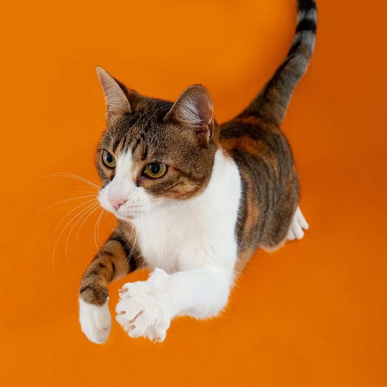 Comprendre les polypes dans les oreilles des chats