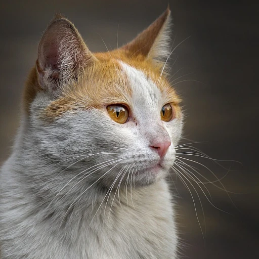 Comprendre les taches autour des yeux des chats