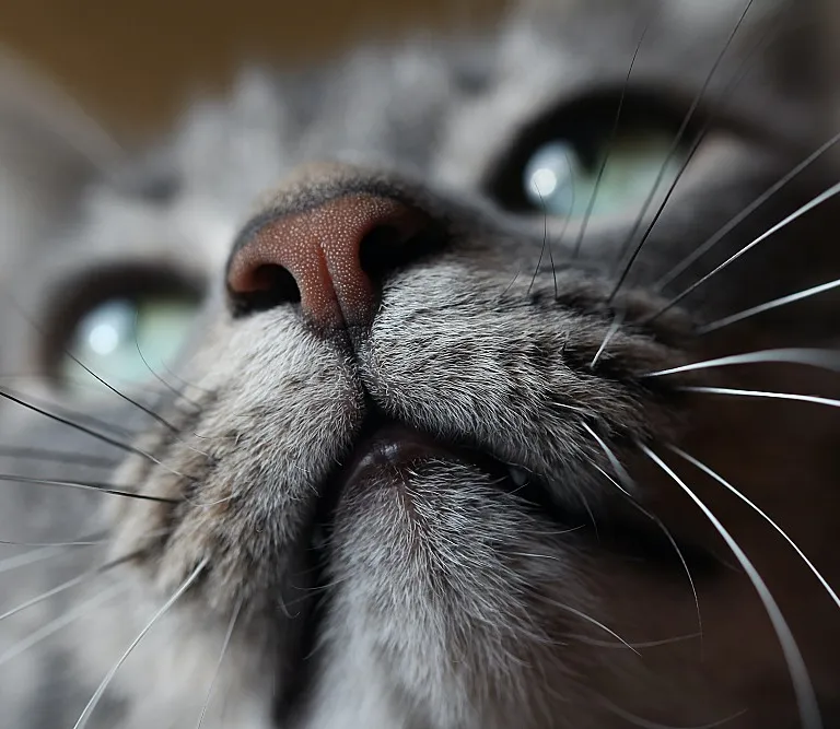 Choisir le meilleur bol pour votre chaton