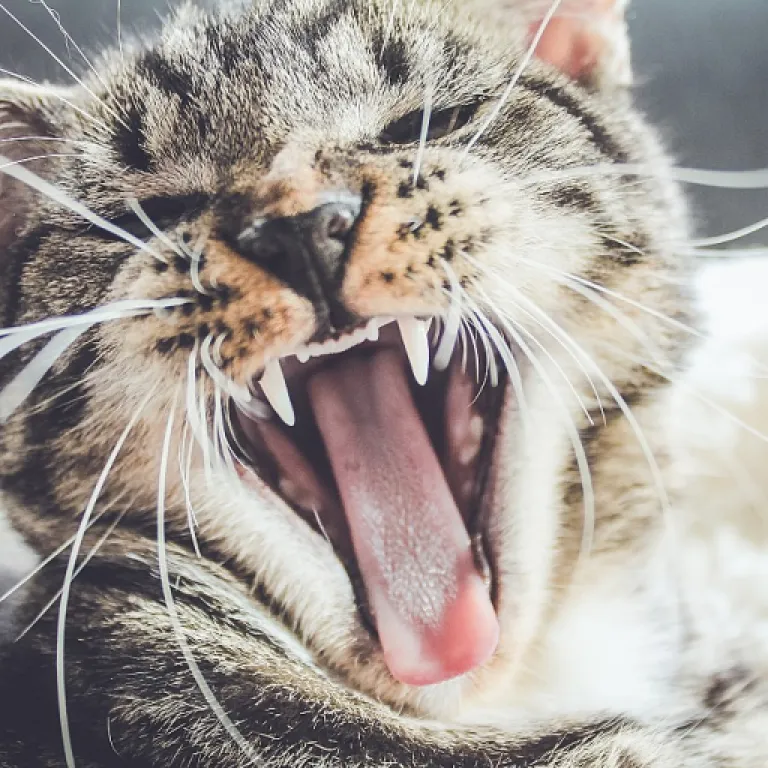 L'arbre à chat nuage : un paradis pour votre félin