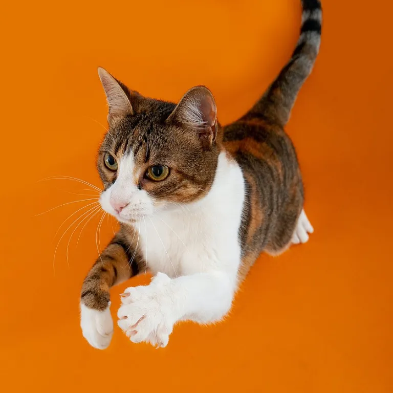 Pourquoi opter pour une gamelle personnalisée pour votre chat ?