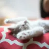 Bienfaits et précautions de l'huile de foie de morue pour les chats