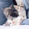 Comment soulager l’arthrose chez le chat : traitements et conseils pratiques