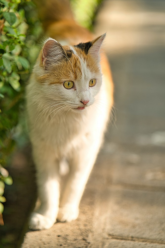 Comment choisir des étagères pour chats adaptées à votre compagnon félin