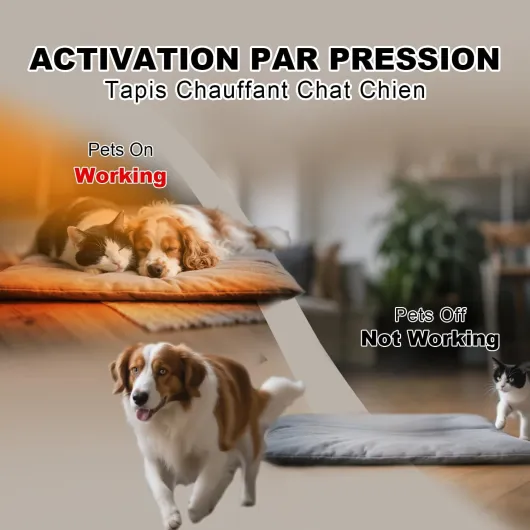 71BU1CTJqML._AC_SL1500_