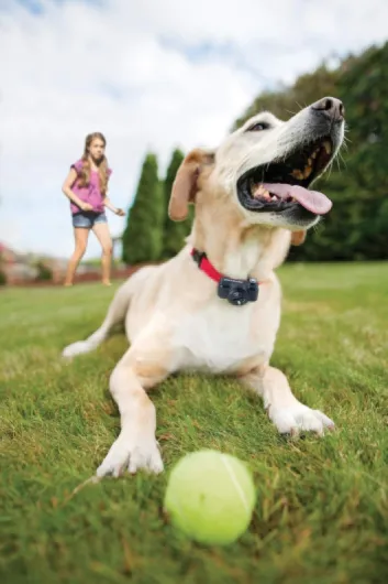 Système de Clôture Anti-Fugue avec Fil pour Chien de Plus 3,6 Kg – 4 Niveaux de stimulations - Tous Types de Jardin (jusqu'à 0.13 Hectares) - Imperméable - Facile à Installer