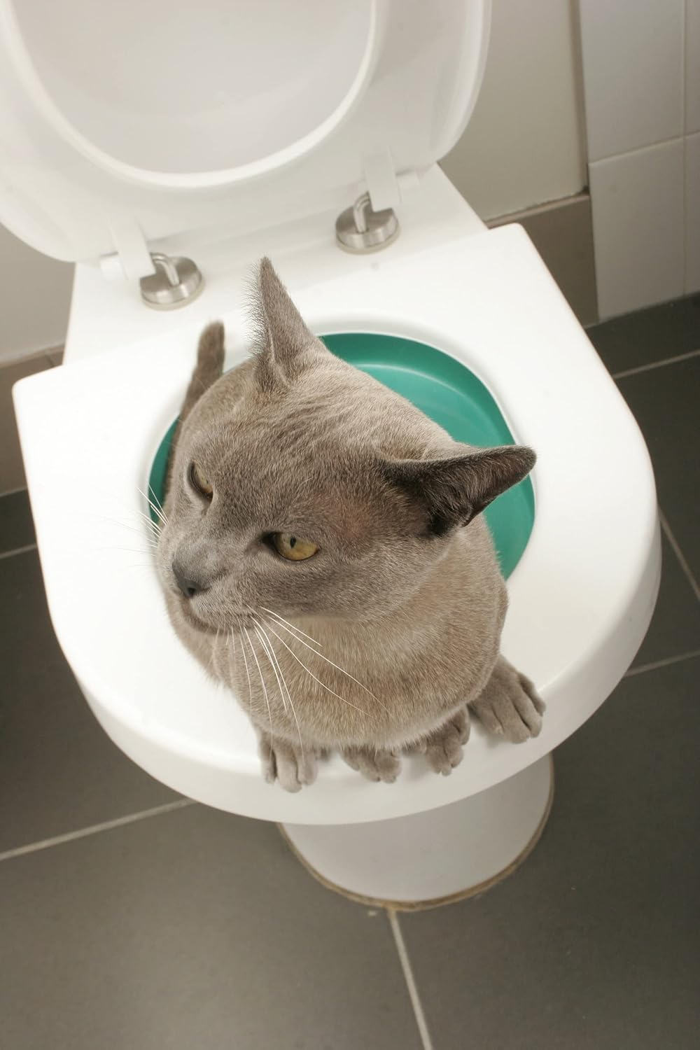 Entrainez Votre Chat aux Toilettes avec litterkwitter 8 x 40 x 40 cm