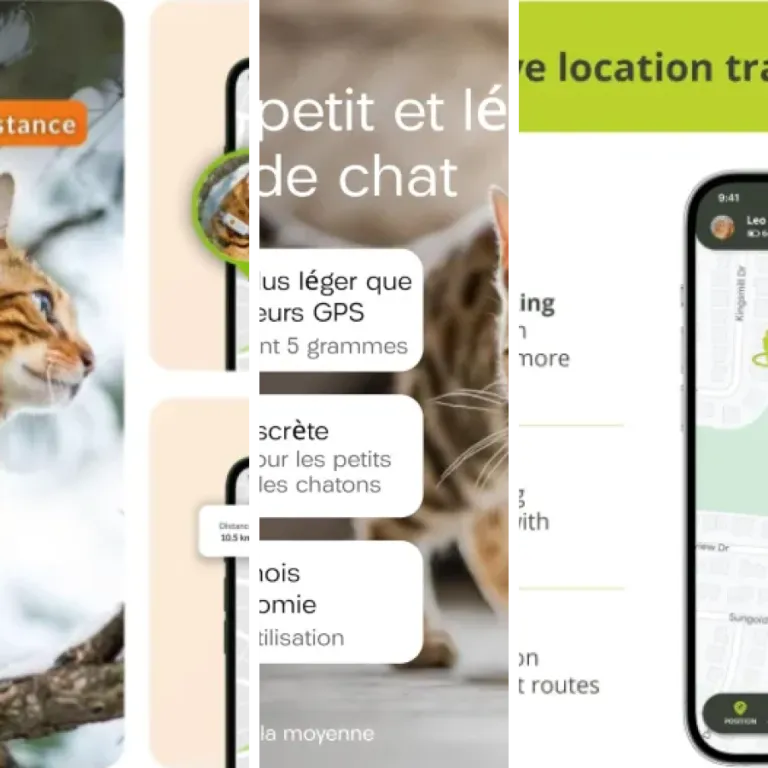 14 meilleurs traceurs GPS pour chat avec suivi en temps réel : notre comparatif (2026)