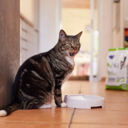 Interview de Nafissa TABBI de Virbac France : Nutrition féline : comment Virbac innove dans l’alimentation des chats