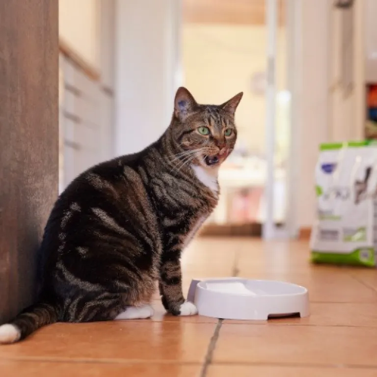 Interview de Nafissa TABBI de Virbac France : Nutrition féline : comment Virbac innove dans l’alimentation des chats