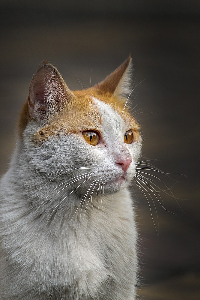 Gamelle en céramique pour chat : le bol idéal pour des repas sains et élégants