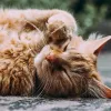 Chaton qui vomit ses croquettes : comprendre les causes et agir sans tarder