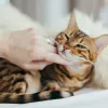 Litière en pellets pour chat : une solution végétale, pratique et écologique