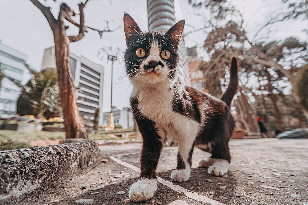 Pourquoi votre chat s’intéresse tant aux toilettes de la maison
