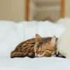 Choisir la meilleure pâtée pour chat senior : guide clair pour préserver sa santé