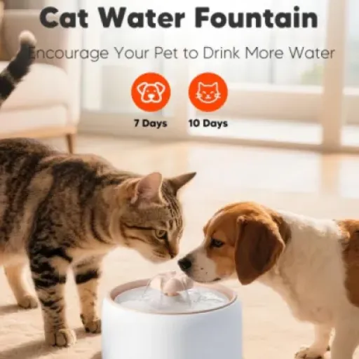 Test WOPET Fontaine à eau en céramique 3 L : la fontaine lourde, silencieuse et pas prise de tête