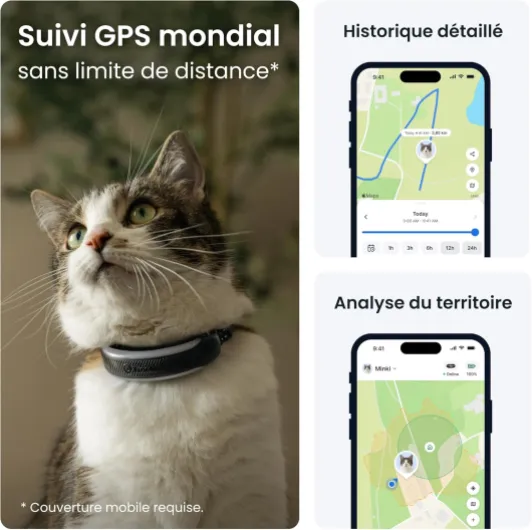 Collier GPS Chat Connecté Mini - Édition 2026 - N° 1 des GPS pour Chats - Localisation GPS en Direct - Alertes de Santé et Moniteur de Signes Vitaux - Collier de Sécurité Inclus (Noir)