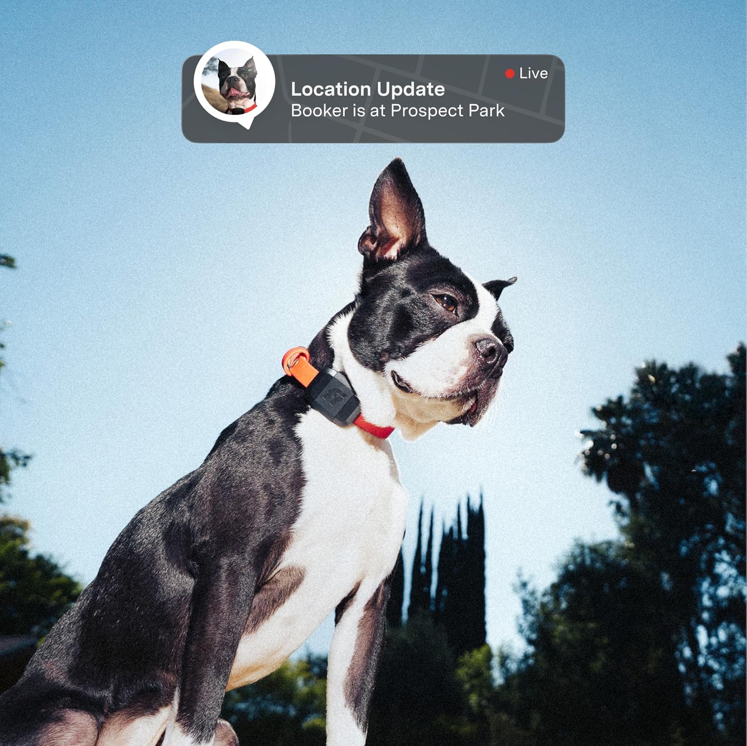 Fi Mini traceur GPS pour chiens, chats, petits animaux de compagnie – Collier universel, léger, clôtures virtuelles, alertes d'évasion, suivi de pas et de santé, étanche – 6 mois d'abonnement inclus 6 Month