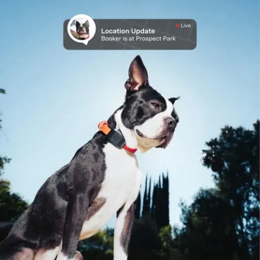 Test Fi Mini traceur GPS : le collier qui rassure… quand le signal suit