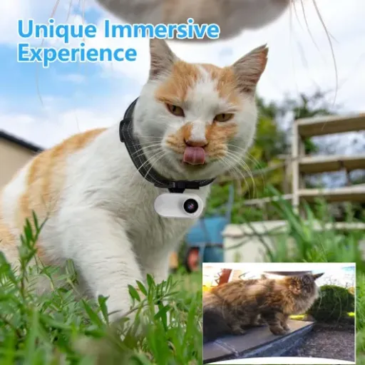Test collier caméra HD 1080p pour chat/chien : gadget fun pour voir la vie à hauteur de truffe