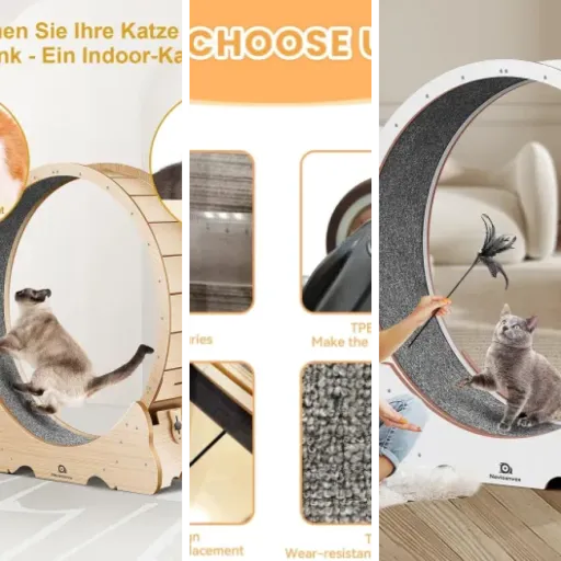 5 meilleurs roues d'exercice pour chat : notre comparatif (juin 2026)