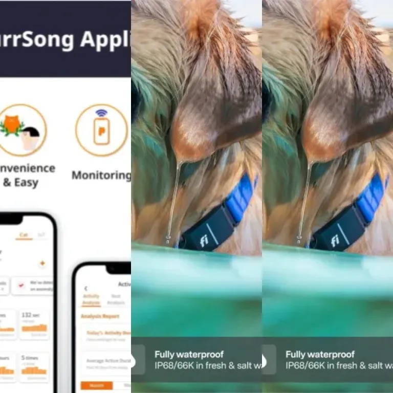 Quel tableaux de bord santé connectés pour chat choisir ? Top 6 (2026)