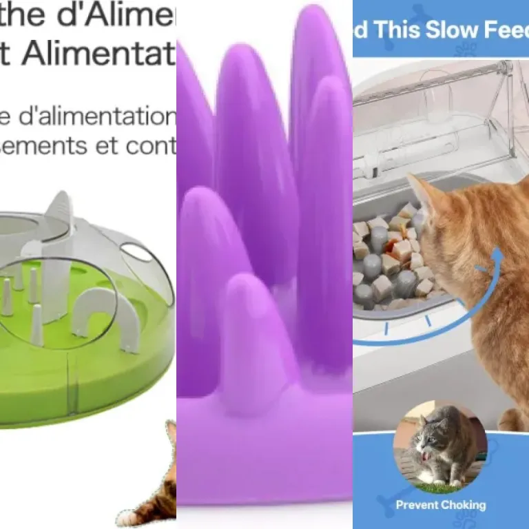 4 meilleurs gamelles anti-glouton pour chat : notre comparatif (2026)