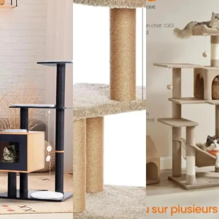 Guide d'achat : les 5 meilleurs arbres à chat design (2026)