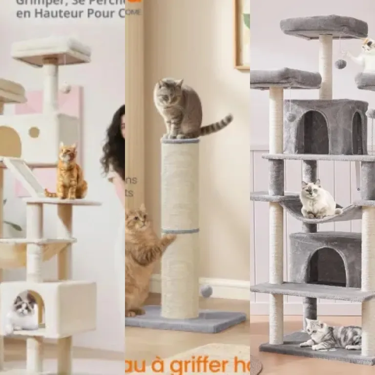 Top 5 des meilleurs arbres à chat Maine Coon (2026)