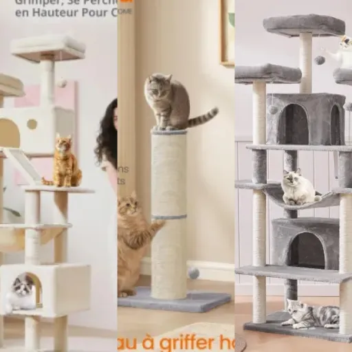 Top Arbres à chat Maine Coon