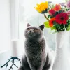 Bien accueillir un chaton Chartreux à donner : de l’annonce à l’adoption responsable