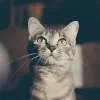Faciliter les comprimés pour chats : le guide complet easy pills chat avec Easypill Chat