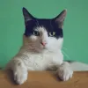 Gamelles surélevées pour chat : un coin repas plus sain et plus confortable