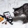 Habits pour chat : comment choisir un vêtement vraiment utile à votre compagnon