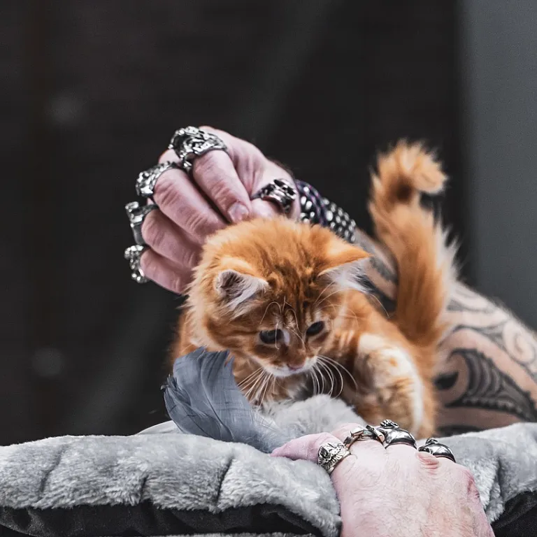 Cadeau pour chats : idées raffinées pour combler votre félin